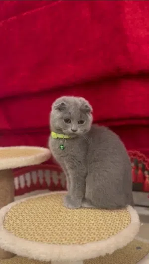 سكوتش فولد ذكر