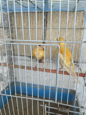 طيور للبيع