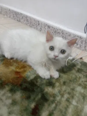 قطه شيرازي