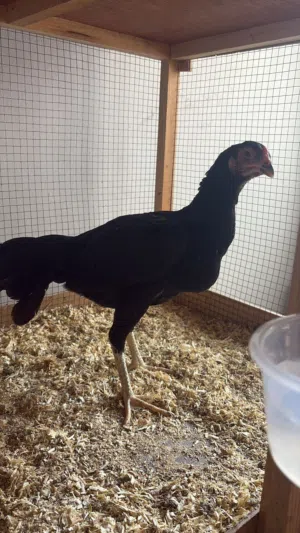 للبيع دجاجة تايلندية بيور