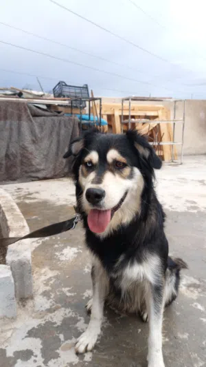 كلب هسكي 3 سنين للبيع