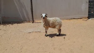 خروف وطني الله يبارك عمره ف7شهور سليم من العيوب ..