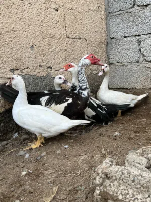 بط مصري العدد10 حبه