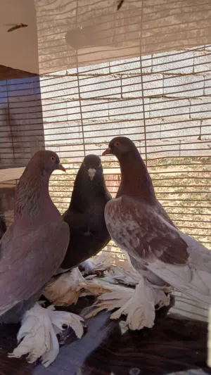 حمام هزاز ربي يبارك . حمام للبيع السعار 60دنار كوبيا تحتها فرخها للبيع السعر60دنار
