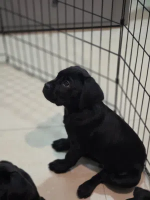labrador male and female 59 days with pedigree..with passport , microchip vaccination...