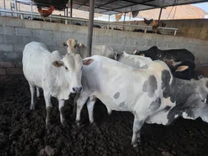 ابقار محليه وثيران