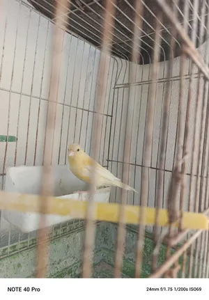 Birds1
