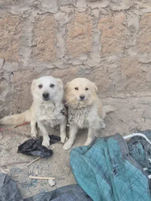 زوج كلاب امريكي شيزو وشيواوا للبيع عرطه