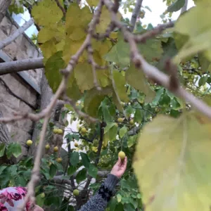 جوري 