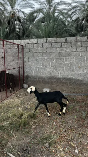 حملة للبيع