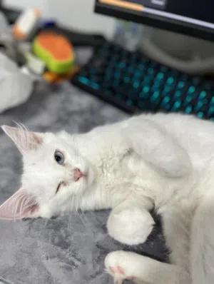 قطه تركش انجورا للبيع turkish angora kitten for sale