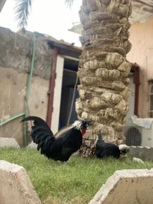 دجاج بالوني