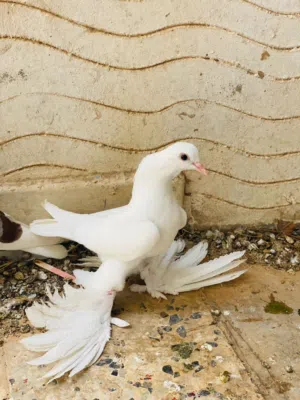 انثاج هزه وسروال الله يبارك