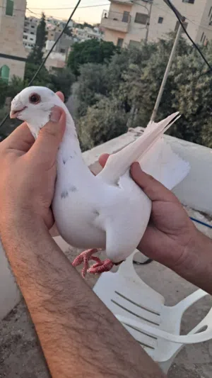 ثلاث حبات نخب اول