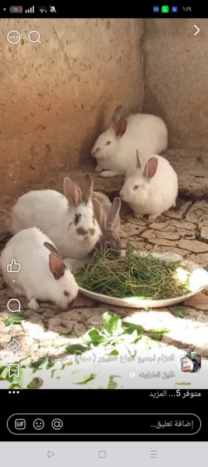 موجود اربعه ناسي وذكر وحده وادي جديد وثلاثه اعشار الرصيفه خلف المستشفى امير فيصل العنوان