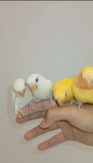 للبيع لاف بيرد البينو ولاتينو