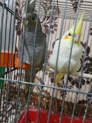 للبيع طيور كوكتيل جوز كوكتيل ذكر لاتينو الفحل: عين حمرا – العمر شهرين الطيرة: حبشي