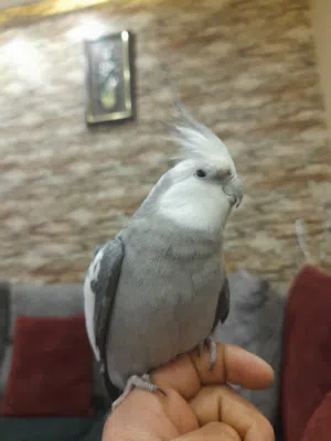 بسم الله ماشاء الله  ذكر كوكتيل وايت فيس نص اليف صحه ونضافه  عمر سنه ونص  ابو فراخ  للبيع بدون قفص