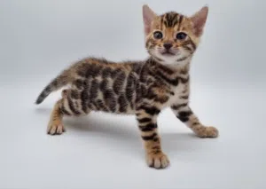 Bengal Kittens for sale