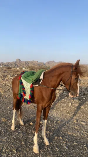 حصان عربي للبيع او للبدل بعربه