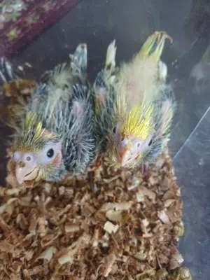 للبيع فرخين كوكتيل