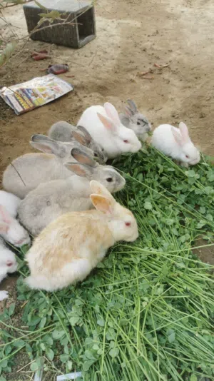 أرانب هولندي