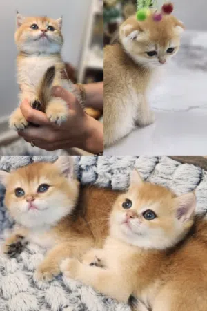 Baby kittens