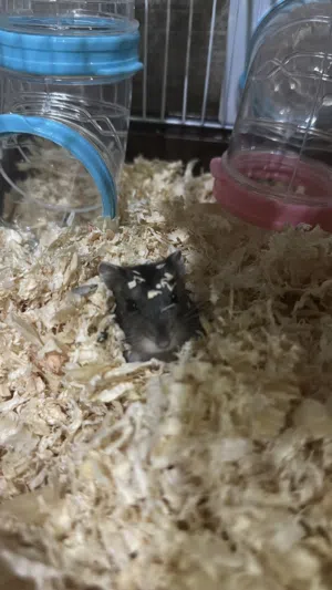 هامسترز نوع دوارف ذكر وانثى