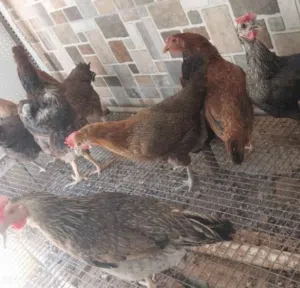 ثمن بطات سبع نثي وذكر واحد 4جاج وديك 1