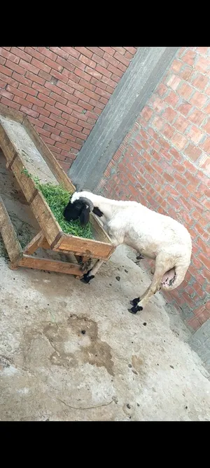 Sheep1