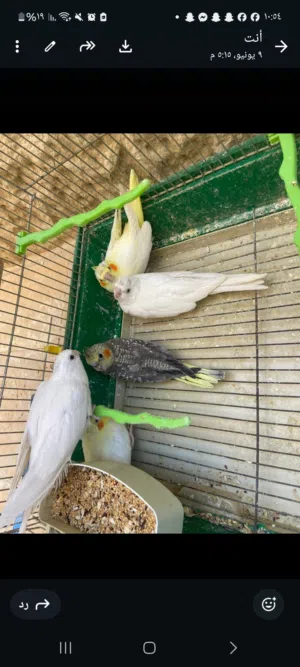 طيور كوكتيل لاتينو والبينو