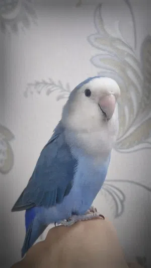 طير حب ذكر اليف  العمر 2025 حجم ماشاءالله مميز