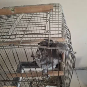 ببغا لي البيع الببغاء ربي يبارك اعليه انضيف مشاله اموره طيبا اسم الببغاء التمه ببغاء افريقي بي القفص
