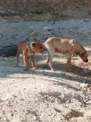 Other Animals0