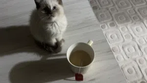 قطة شيرازية