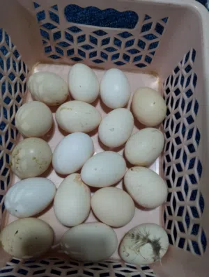 بيض برانكلز فضي