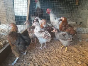 مجموعة كتاكيت وان دوت