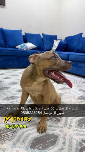 للبيع أو للبدل ب بيسي