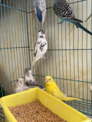 للبيع ببغاء انواع و اشكال