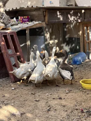اوز للبيع جمله