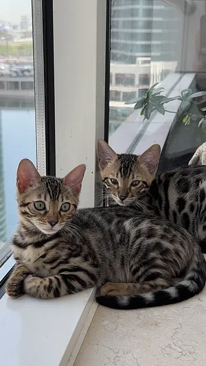 Bengal1