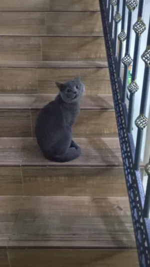 قط ذكر للبيع