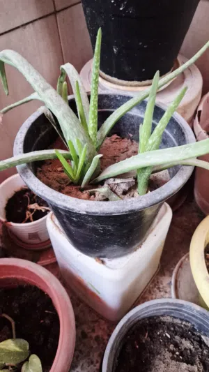 ALOE VERA PLANTS