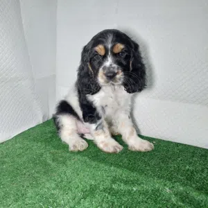 جرو اسبانيل كوكر Spaniel Cocker Puppy