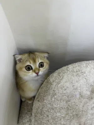 سلام عليكم سكوتش فولد للبيع