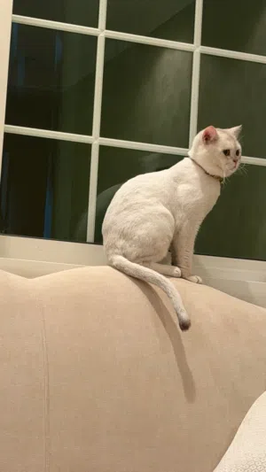 سكوتش ستريت