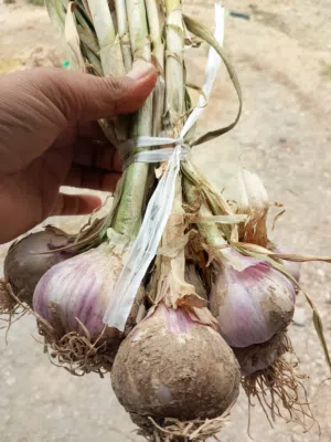 ثوم للبيع انتاج سيح المعاشي ولايه بهلاء لكيلو 3.5وربطه 10رووس