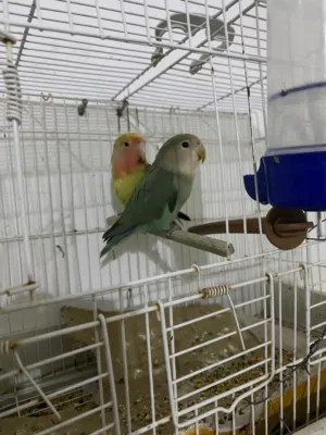 بركديلو للبيع