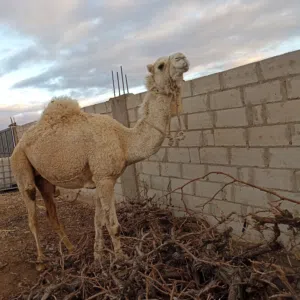 ابو زيد الغياث 