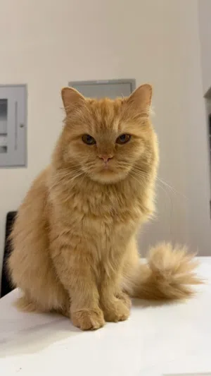 Persian Cat for adoption 1.5 Years